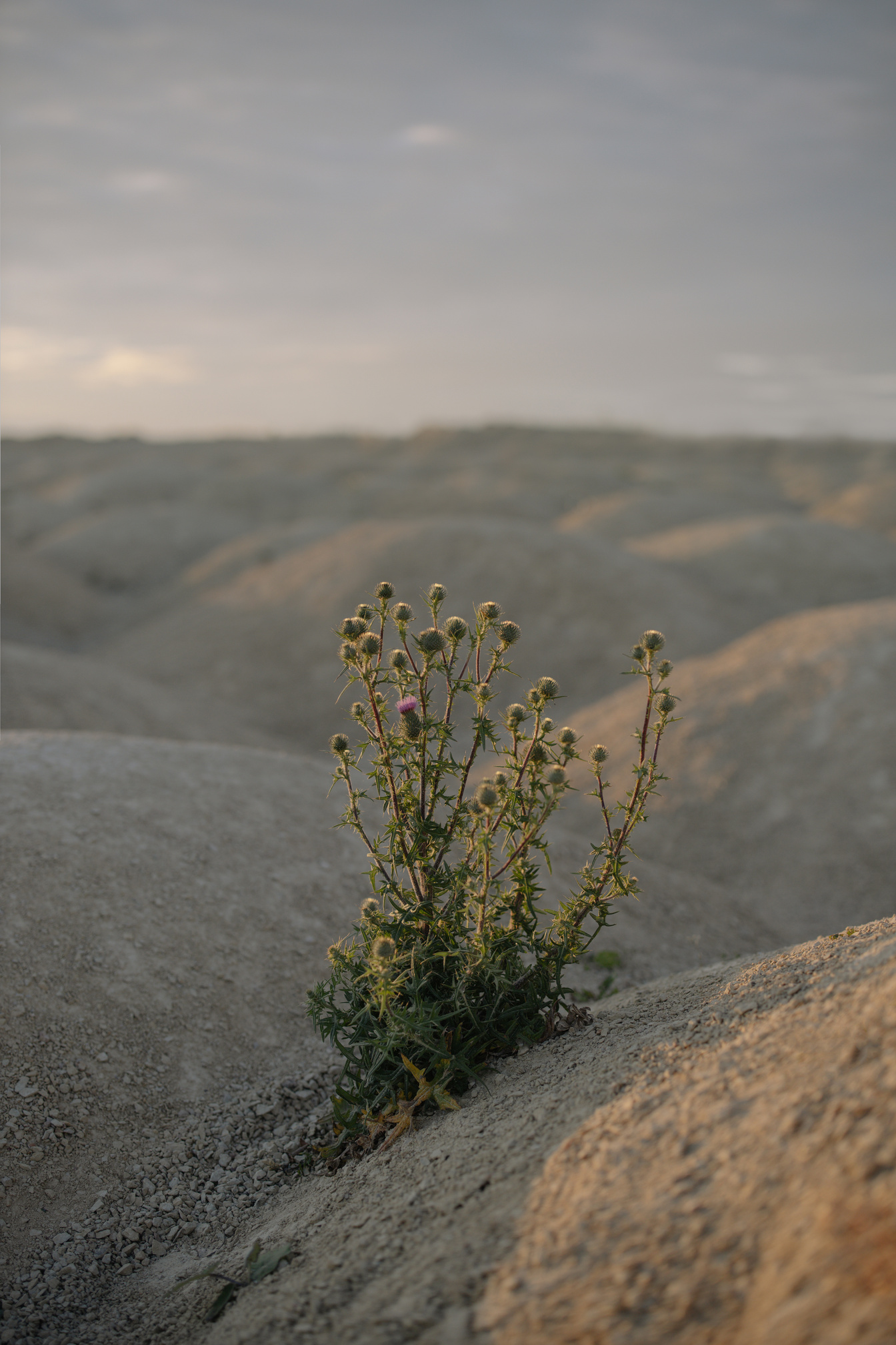 Green Plant on Gray Rock